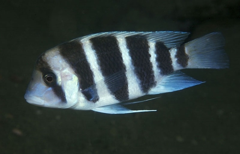 Cyphotilapia gibberosa 'Isonga'